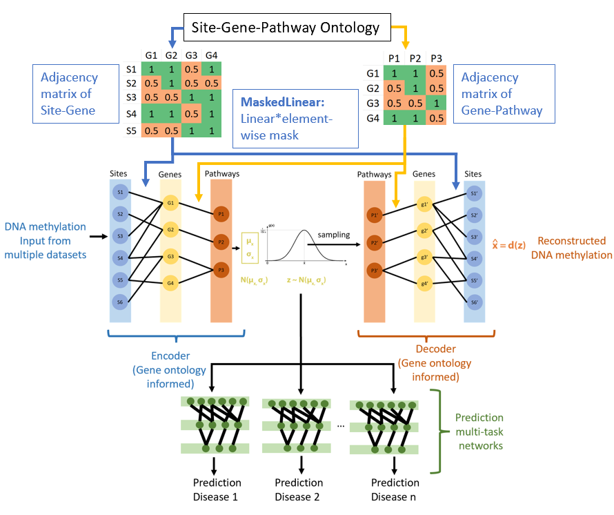 MIRACLE architecture: site-gene-pathway masked encoder and decoder around a pathway-level latent, with one prediction network per disease